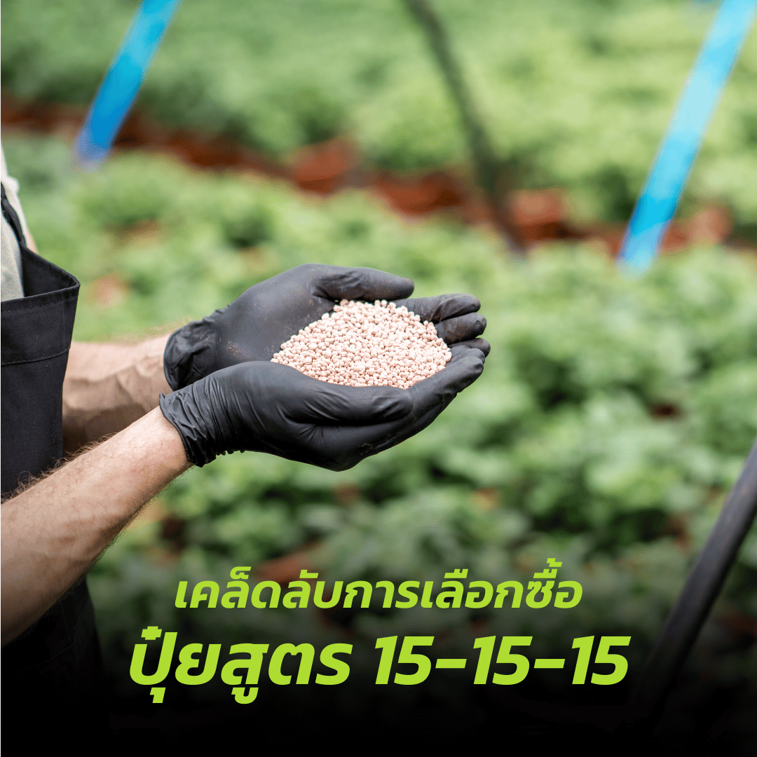 เคล็ดลับการเลือกซื้อปุ๋ยสูตร 15-15-15 ที่มีคุณภาพ