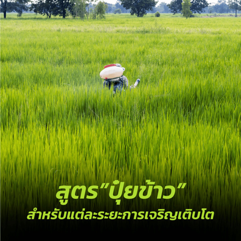 สูตร ปุ๋ยข้าว สำหรับระยะการเติบโต