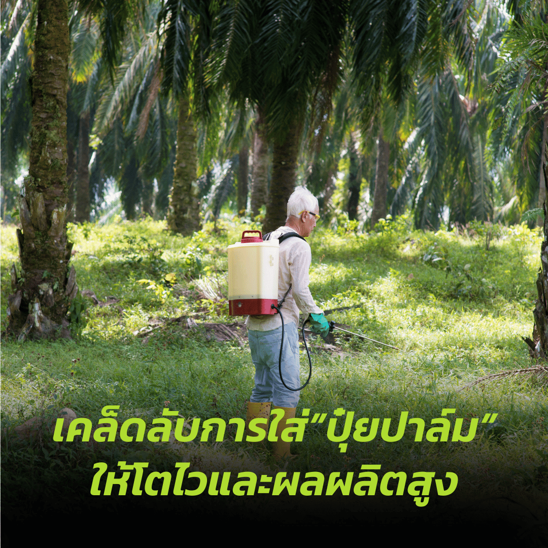 เคล็ดลับการใส่ปุ๋ยปาล์มให้โตไวและผลผลิตสูง